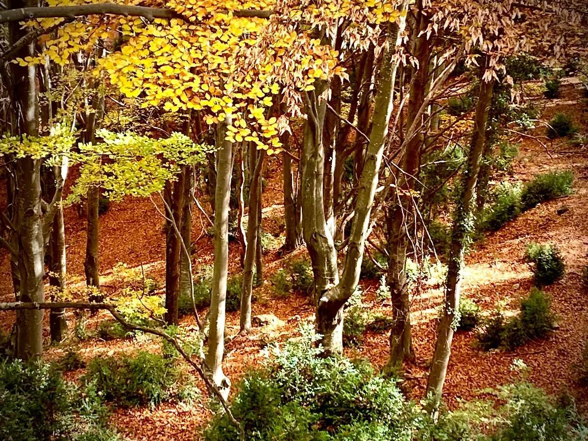 El Refugi Villa Castellar del Riu